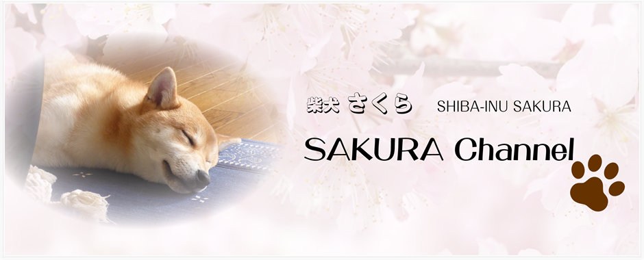 Shiba-Inu SAKURA Growth Blog