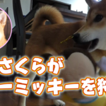 柴犬さくら、ベビーミッキーを狩る！SHIBA INU SAKURA