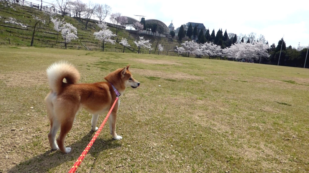 柴犬さくらと桜