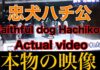 今日は「忠犬ハチ公の日」日本人が大切にしてきた 「義」「忠」「恩」
